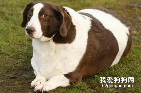 狗狗肥胖