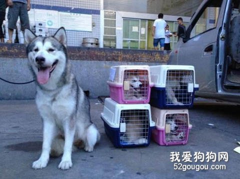 有关宠物乘机需要注意的地方