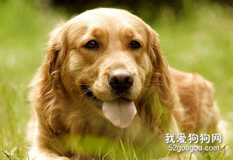 金毛毛发的有关特质