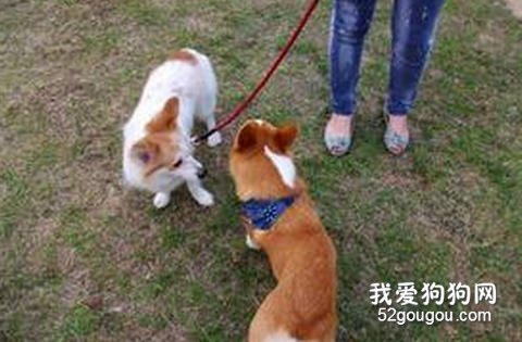 怎么样预防跳蚤侵害宠物？