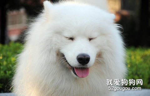 养萨摩耶犬十要点！