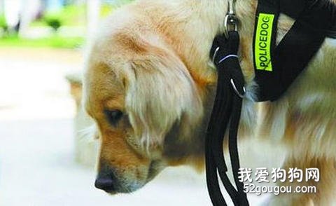 选择适合的牵引绳 对狗狗安全很重要！
