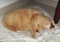 狗狗长寿秘诀之睡眠篇