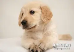 从头认识你的爱犬吧