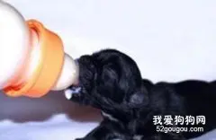 哺乳期幼犬的日常管理