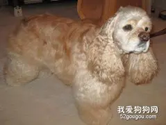 可卡猎鹬犬的梳理方法！