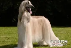 阿富汗猎犬的美容