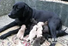 新生幼犬窒息怎么办？