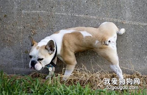 狗狗为何喜欢到处尿？