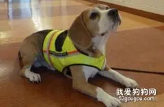 老年犬要如何护理？