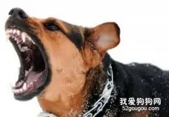 狂犬病是怎么样的？