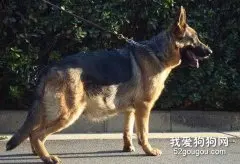 母犬怀孕怎么办？