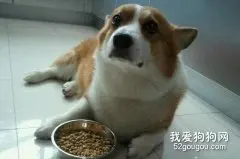 详解狗狗挑食的解决办法