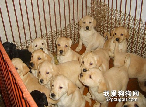 饲养幼犬攻略大全