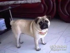 如何照顾高龄巴哥犬？