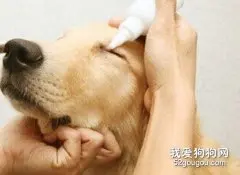 给狗点眼药水的技巧