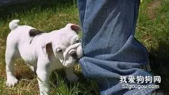 如何改掉爱犬咬人的坏习惯？