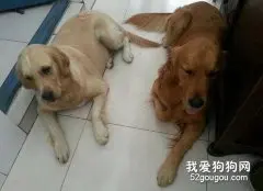 金毛犬与拉布拉多犬区分