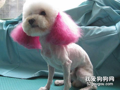 如何让狗狗做个颜色美人？