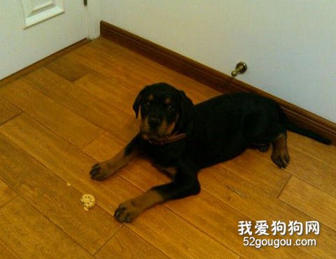 罗威纳犬睡觉