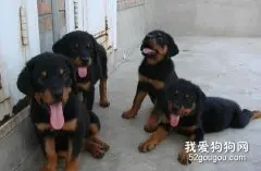 如何选购罗威纳幼犬？