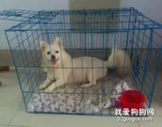 银狐犬的笼内训练！