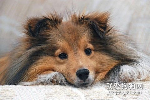 饲养喜乐蒂犬