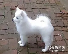 银狐幼犬的调教