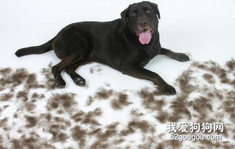 关于狗狗掉毛问题