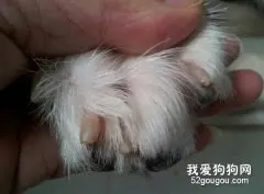 苏格兰牧羊犬的指甲护理