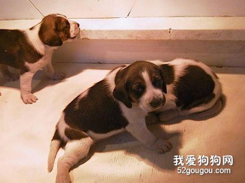 怎么样饲养猎狐犬？