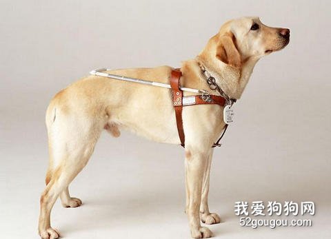 保护拉布拉多髋关节