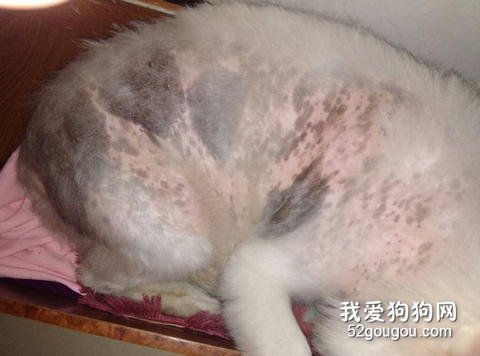 猫狗冬天容易见到疾病及成因