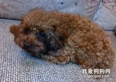 解析犬食洋葱会中毒