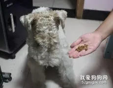 如何面对宠物挑食？