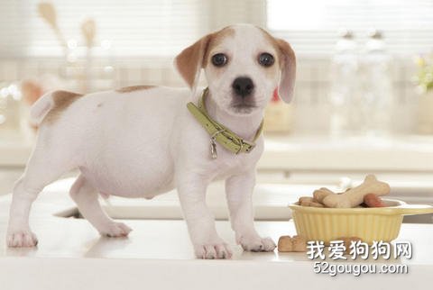 狗狗吃东西的忌讳