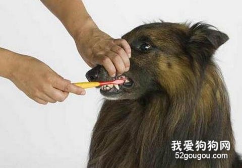 宠物刷牙
