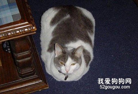 猫咪超重