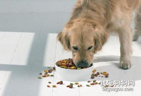 训练爱犬拒食