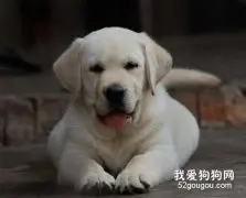 如何培养一条诚实的幼犬？