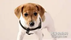 让你的爱犬习惯戴颈圈