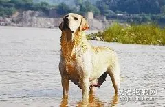 如何将你的狗狗培育成搜救犬？