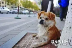 狗狗进出门的等候训练