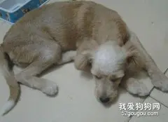 秋季要多多预防狗狗疾病