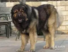 如何去除高加索犬身上的螨虫