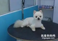 博美犬的美容攻略