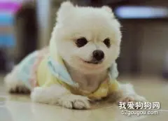 怎样防止博美幼犬晚上吠叫？