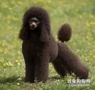 赛级贵宾犬的美容要素