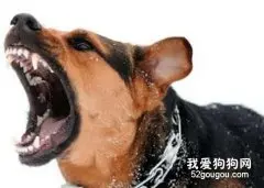 狂犬病的流行病学