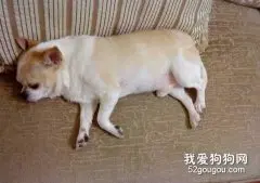 吉娃娃狗的肥胖性疾病